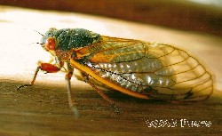 Cicada or Locust